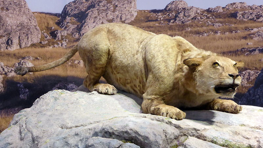 Reconstrucción de un león de las cavernas.