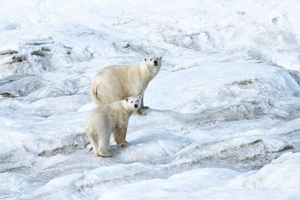Severni medvedi na Wrangelovem otoku