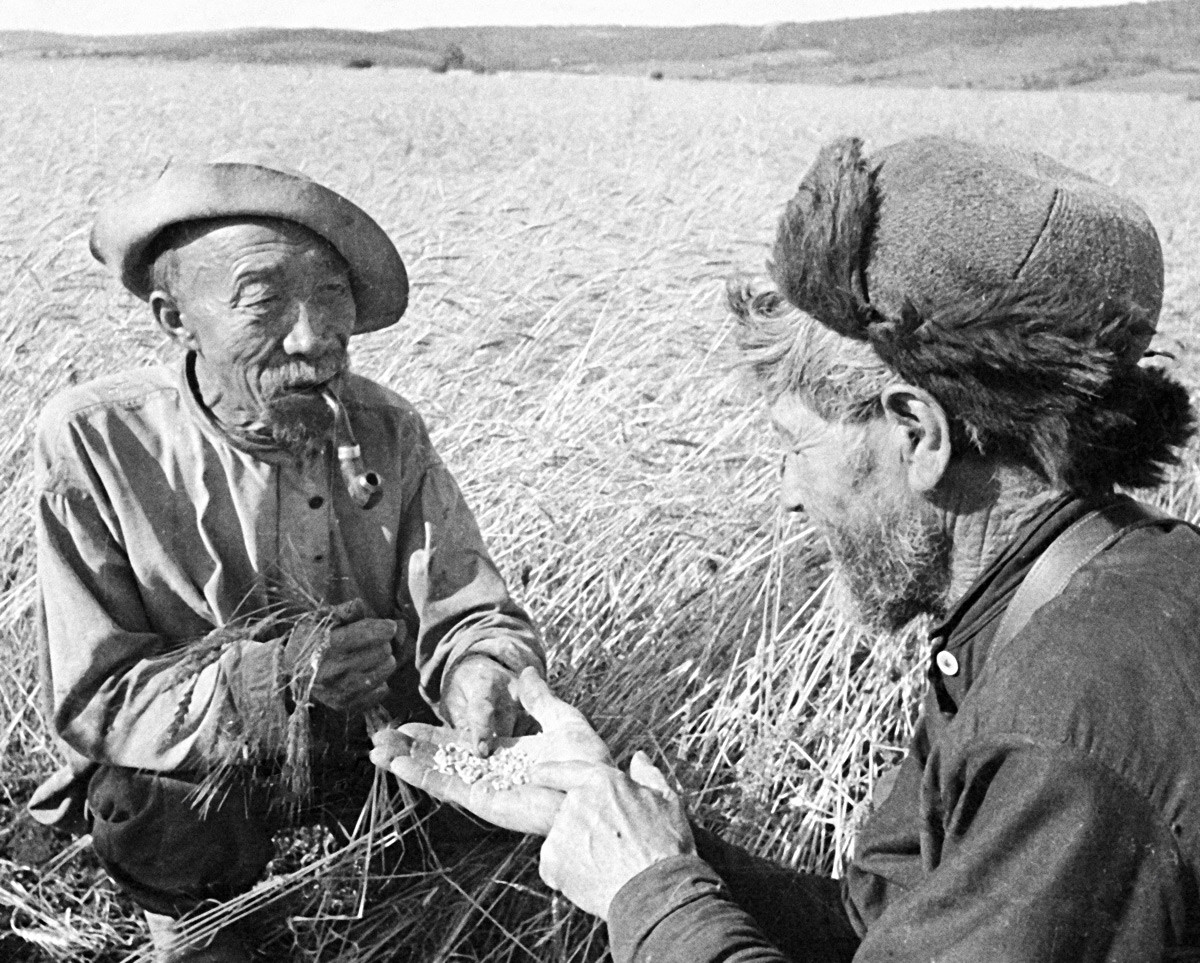 Älteste des kollektiven Landwirtschaftsbetriebs (Kolchos) prüfen die Qualität des Getreides der neuen Ernte in Ostsibirien. 1936.