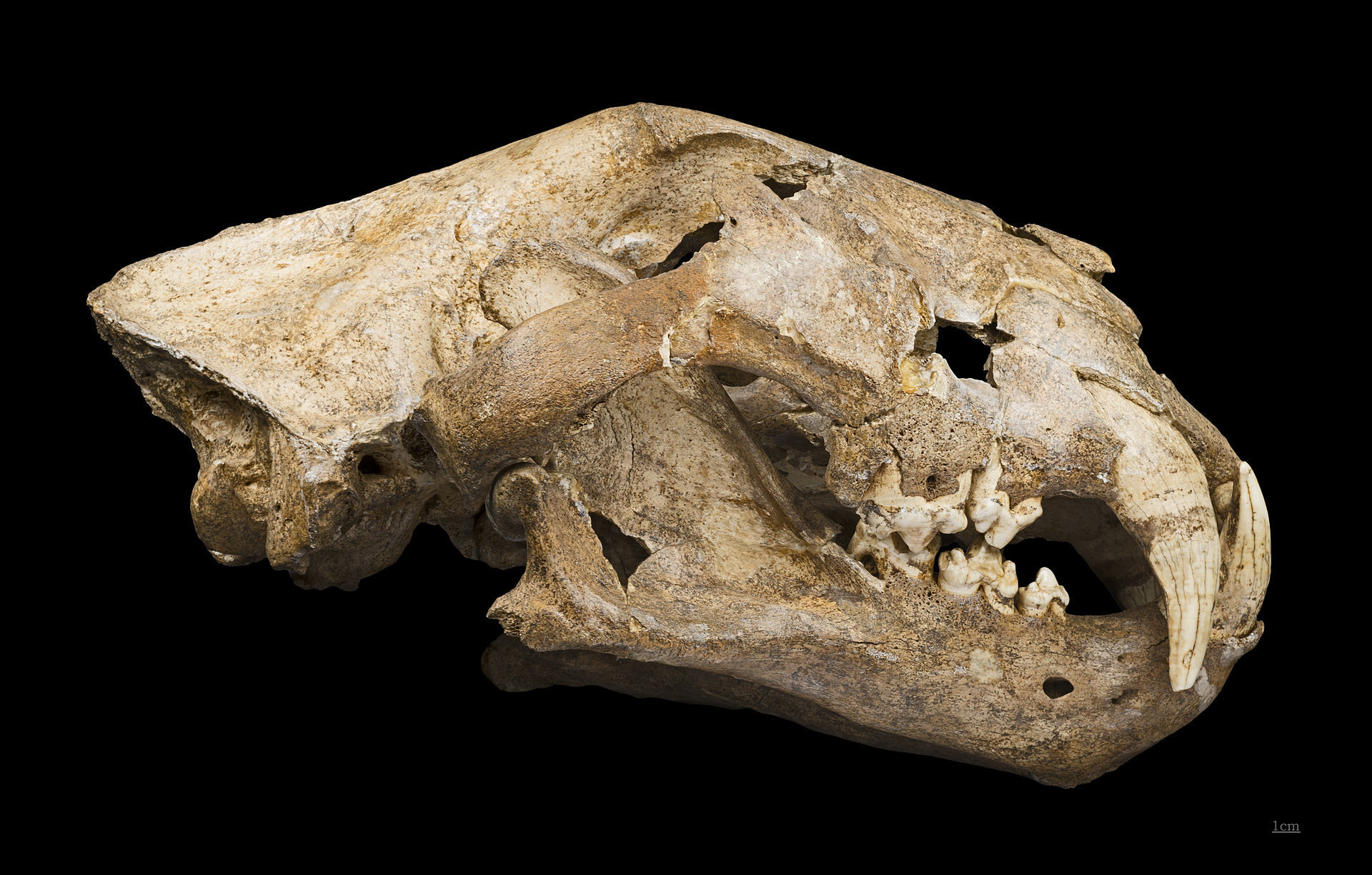 Crânio de leão-das-cavernas