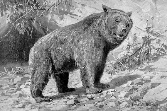 Илустрација на пештерска мечка

