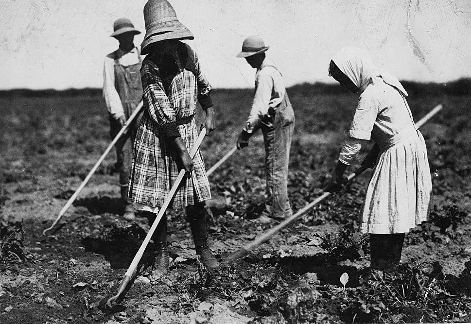 Des travailleurs russes dans une plantation de betteraves, âgés de 10, 12, 14 et 18 ans, arrivés depuis le Sud de la Russie 10 ans auparavant. Ils travaillaient tout l'été et, après la fin de la période de soudure à l'automne, ils allaientà l'école. Sugar City, Colorado, juillet 1915.