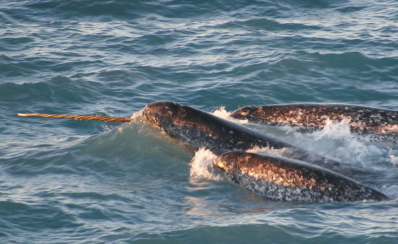 Нарвалът (Monodon monoceros) е средно голям зъбат кит, който притежава голям 