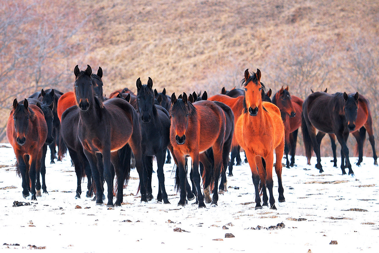 Sprehajajoči se konji na območju vasi Krasnij Kurgan.