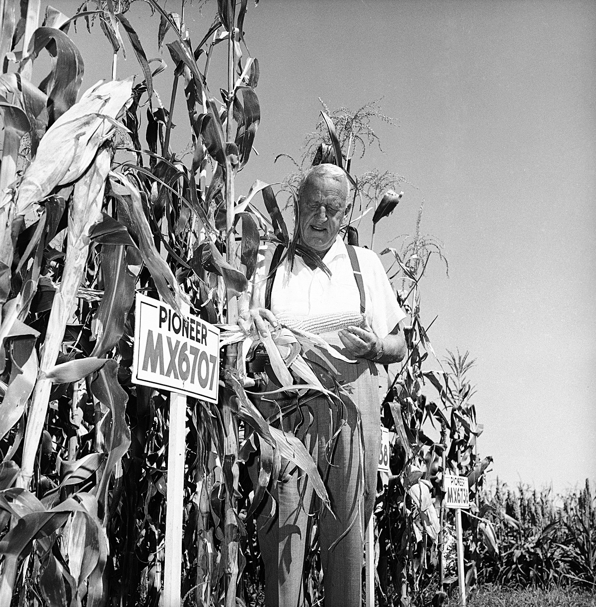 Roswell Garst examine un épi de maïs sur sa parcelle expérimentale à sa ferme de Coon Rapids, Iowa, le 9 septembre 1959.
