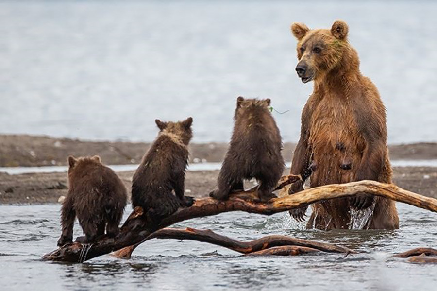 Voici comment une maman ourse apprend à ses petits à pêcher.