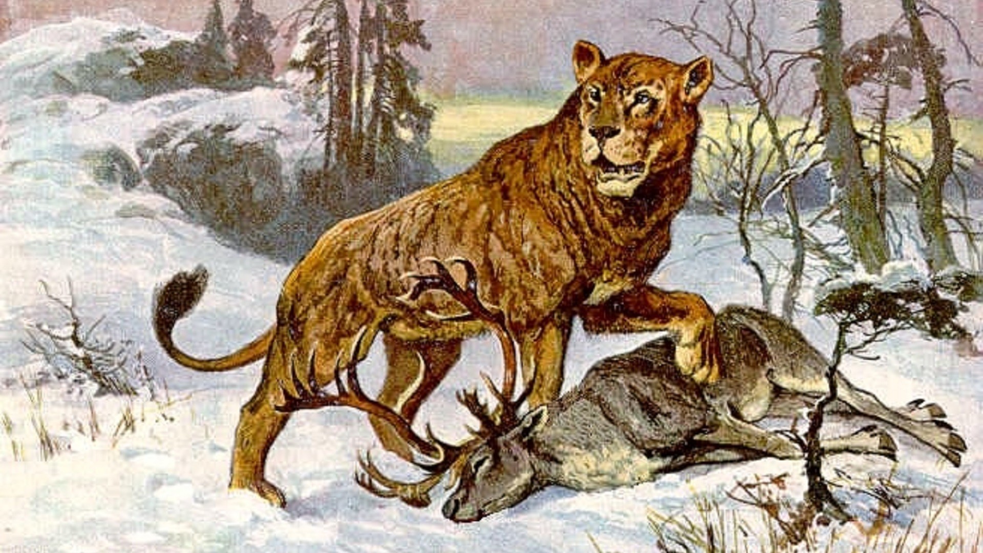 Lion des cavernes, illustration de Henrich Harder