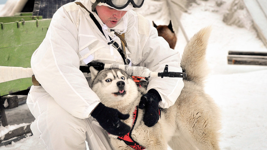 Član arktične motorizirane brigade z vprežnim psom.
