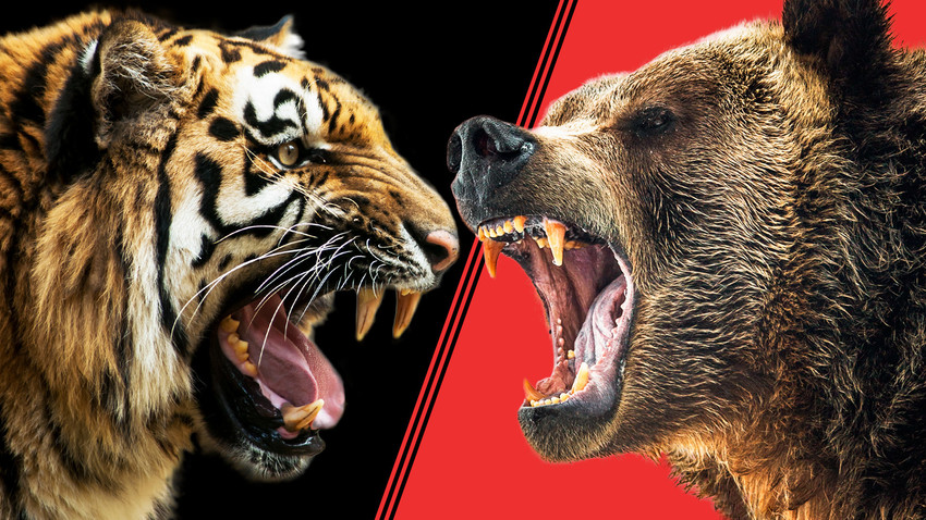 tiger vs grizzly bear