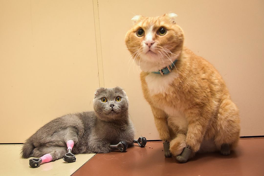 Dimka i Rižik, prva mačka koja je dobila bioničke proteze na sve četiri noge.