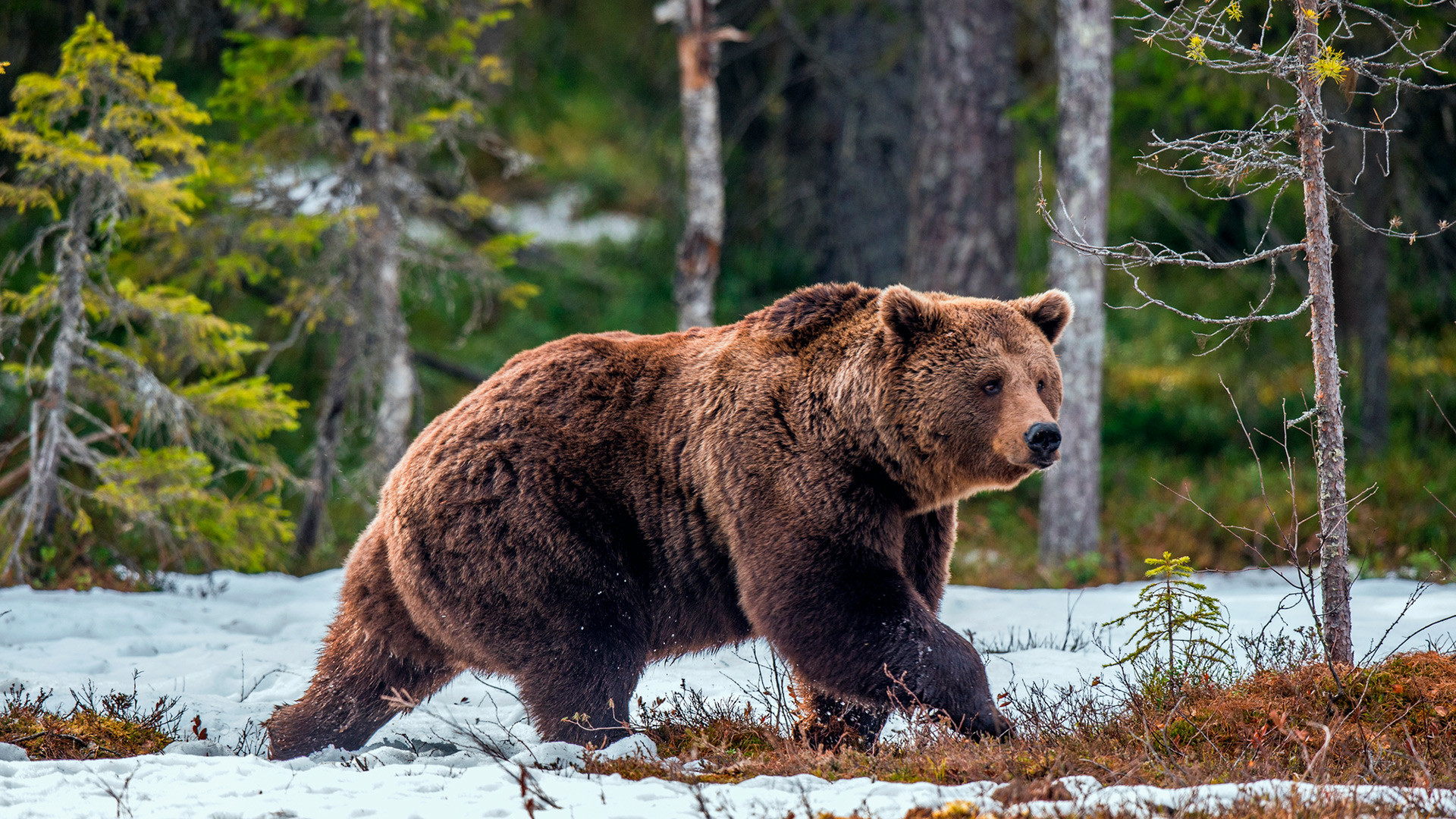  Европски мрки медвед у дивљини током пролећа.