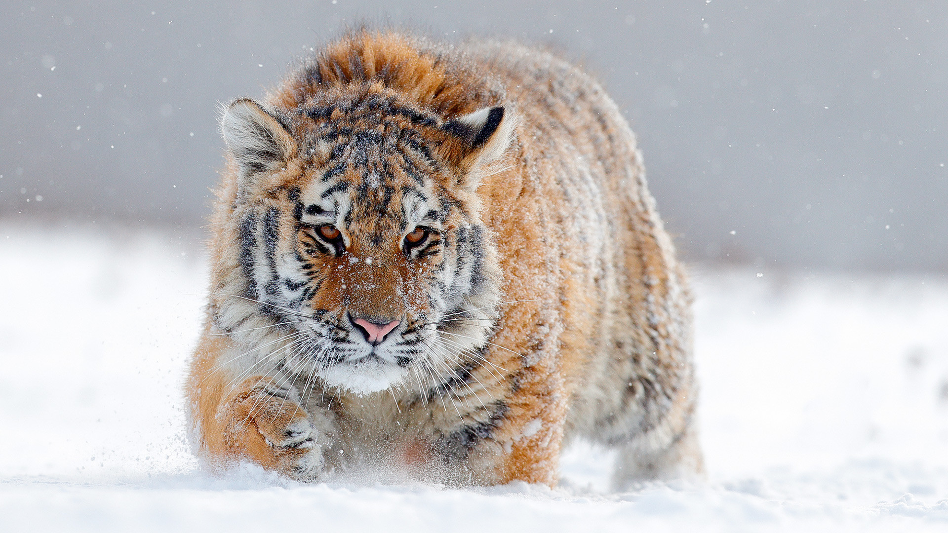 Сибирски тигар у снегу.