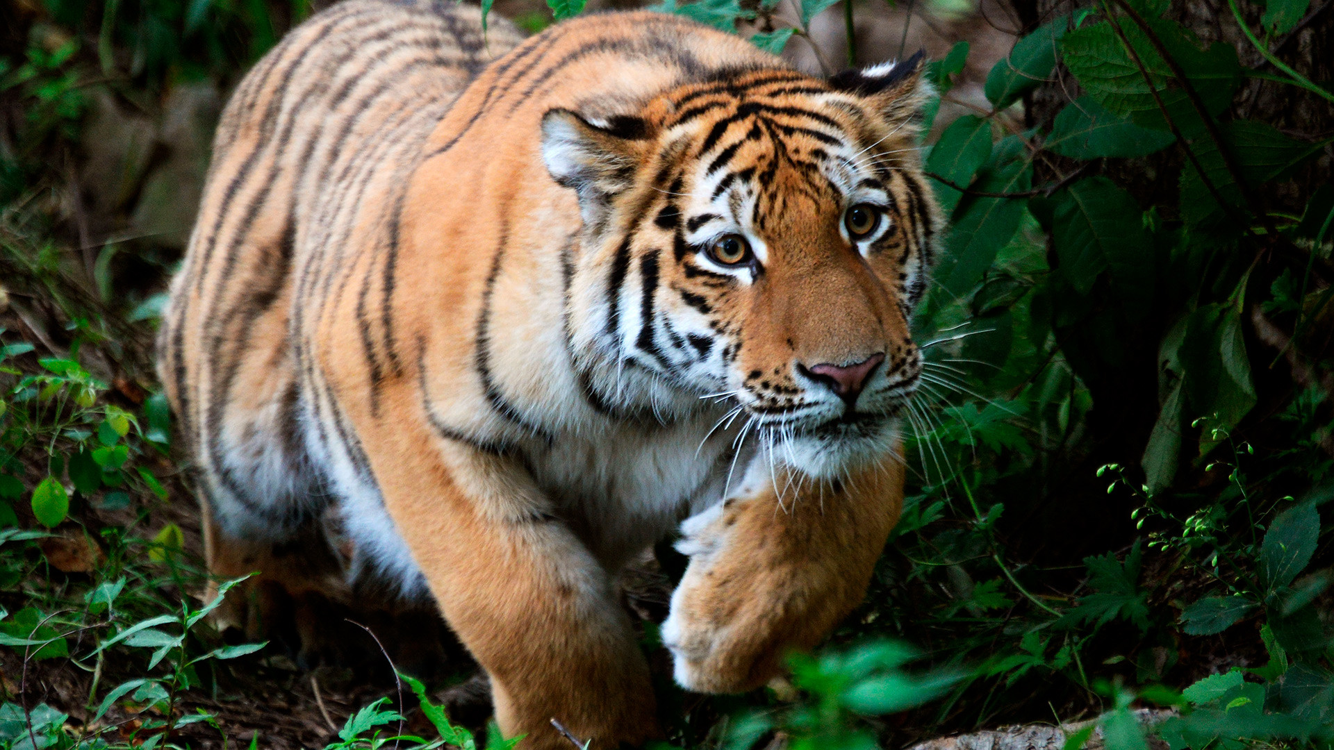 Тигар Шерхан стар десет месеци. Младунче чувеног амурског тигра Амура и тигрице Усури. Приморски сафари парк.