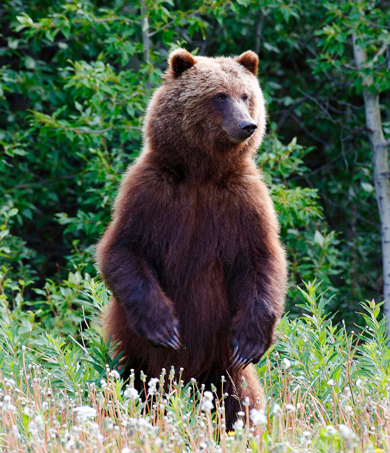 tiger vs grizzly bear