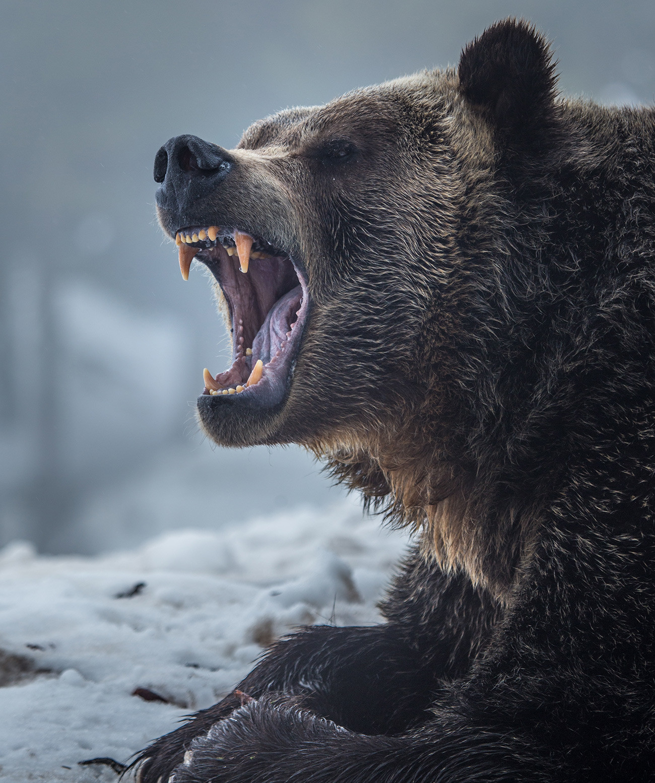 Grizzly bear has a powerful jaw.