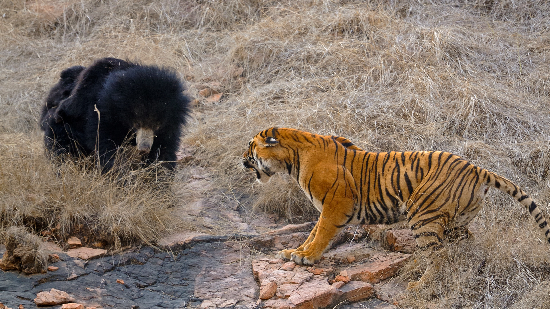Beruang dan harimau bertarung.