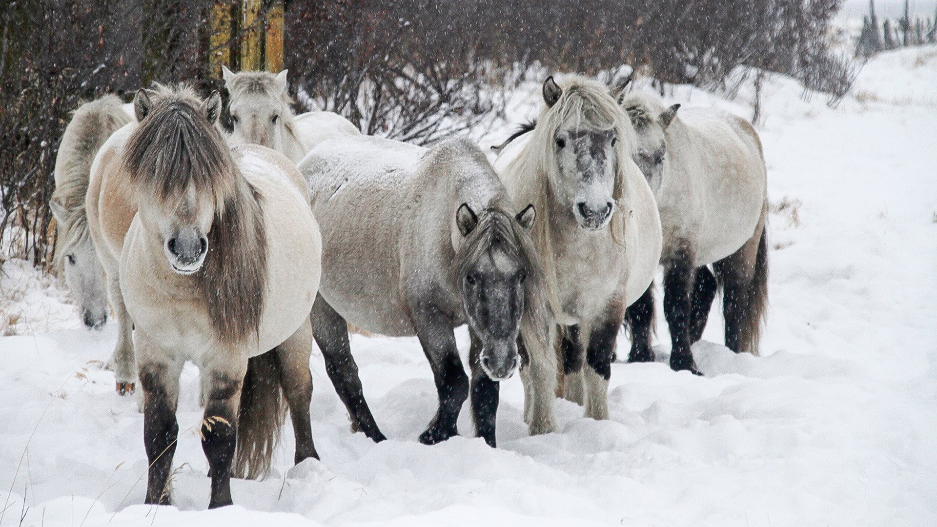Kuda Yakut adalah hewan pertama yang dibawa ke Taman Pleistosen.