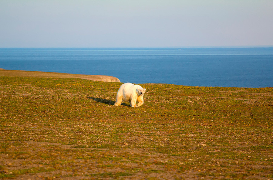Белый медведь на суше в период полярного дня. Архипелаг Новая Земля,