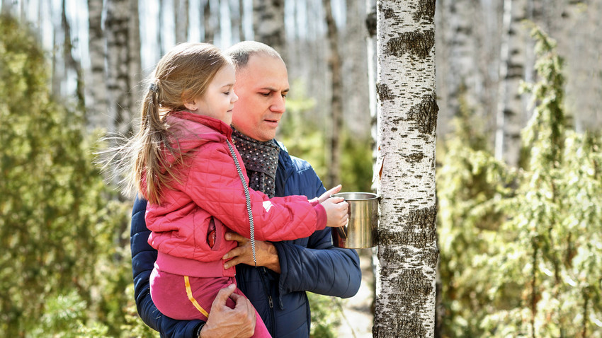 Collecting birch tree juice