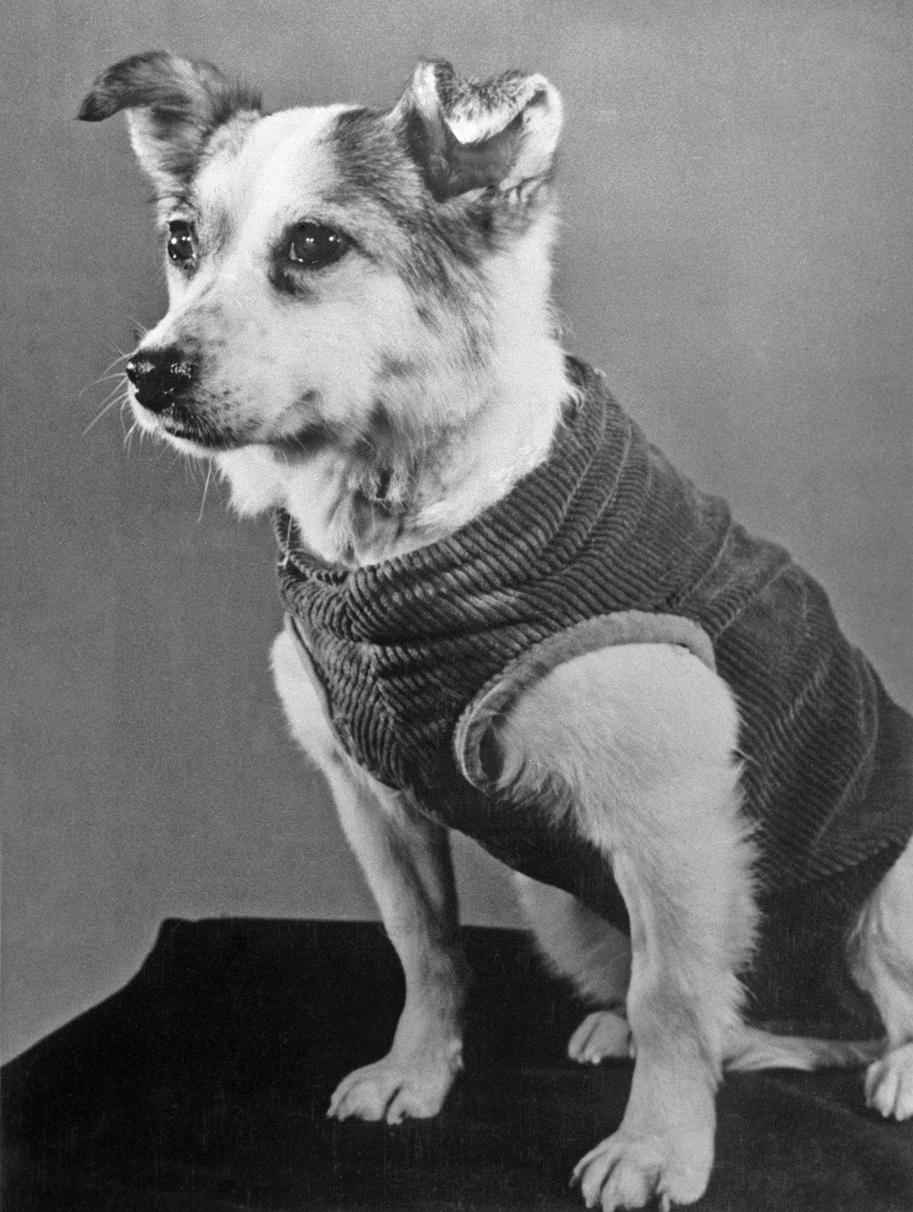 A dog called Zvezdochka (pictured) paved the way for the triumph of Yuri Gagarin's historic mission.