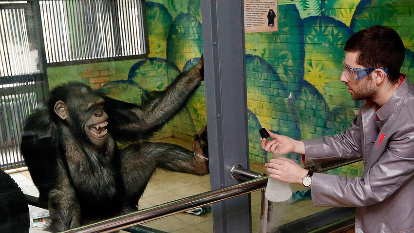 Работник в частния интерактивен музей на науката „Нютон парк“ показва опити с течен азот на 11-годишно шимпанзе Анфиса в Красноярския зоопарк по време на записа на хумористично телевизионно предаване в навечерието на Деня на хумора.