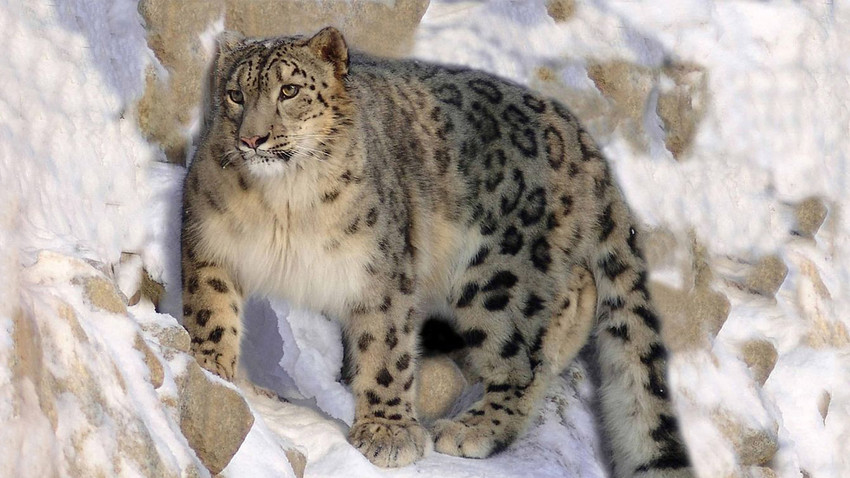10 rare animals you can still encounter in Russia (PHOTOS) - Russia Beyond
