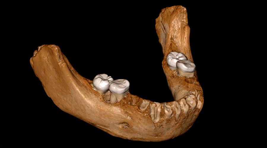 デニソワ人の下顎骨の復元標本