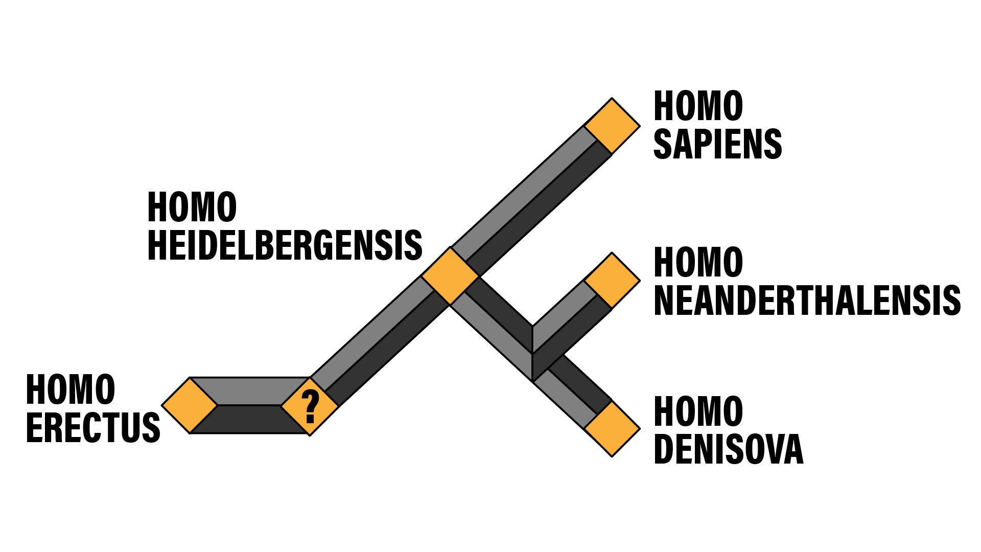 El árbol genealógico aproximado del Homo sapiens y sus predecesores