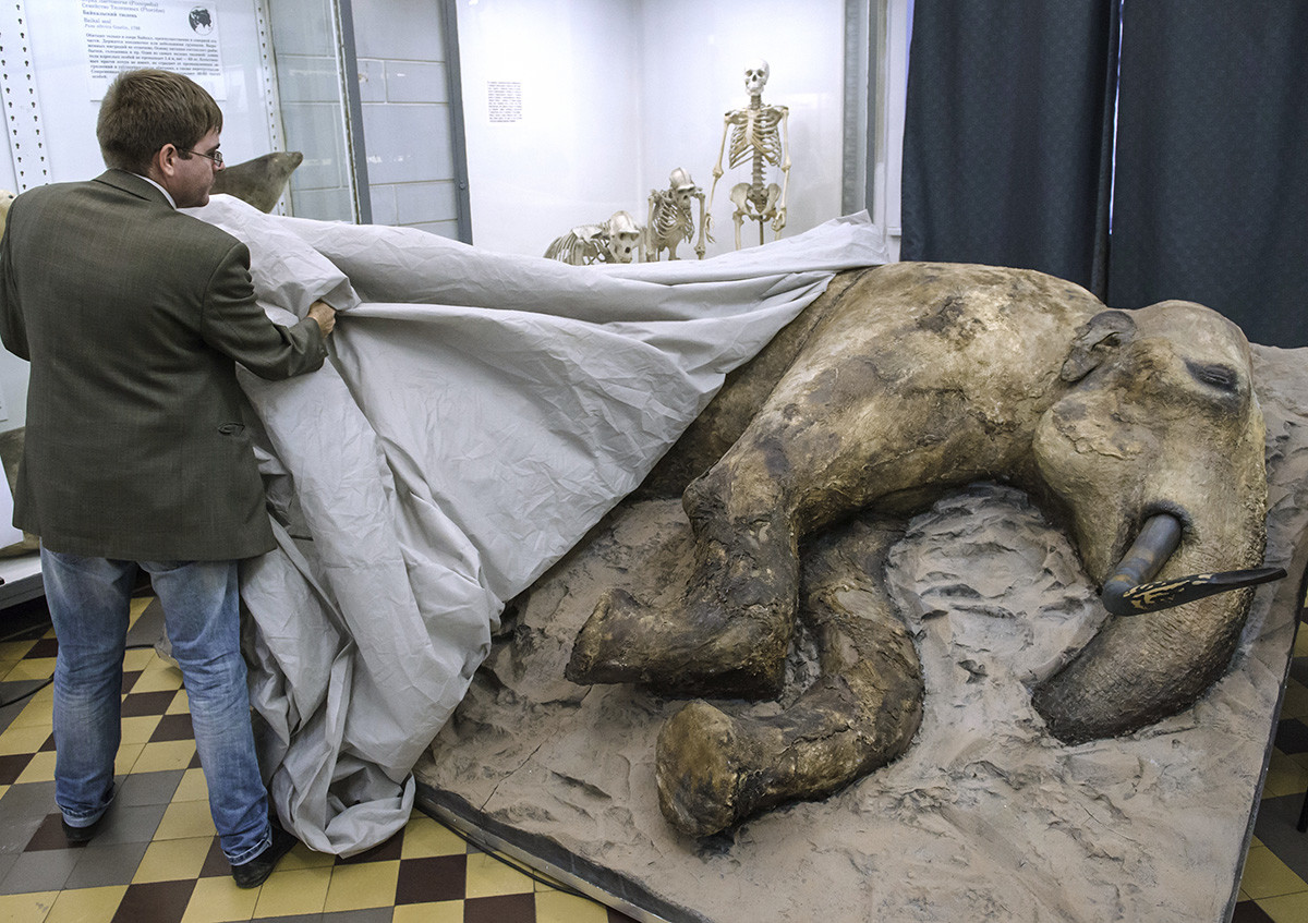 The presentation of a stuffed young mammoth male in St. Petersburg. The remains of a 15-year-old teenage mammoth were discovered in August 2012 at the mouth of the Yenisei River in Taimyr and are estimated to be about 30,000 years old.