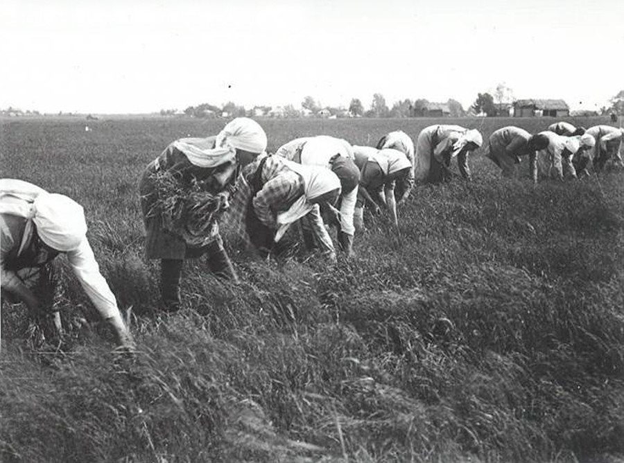 Peasants in Russia had to adapt to short summers with very limited time for agricultural work.