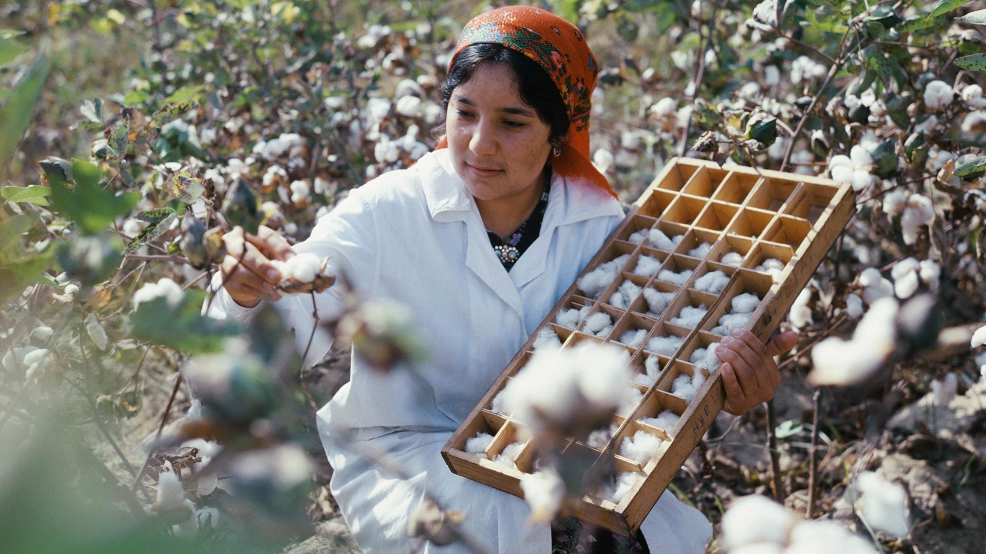 Nourdjemal Chanazarova, laborantine du département de sélection du coton et des matières premières. République soviétique du Tadjikistan. 