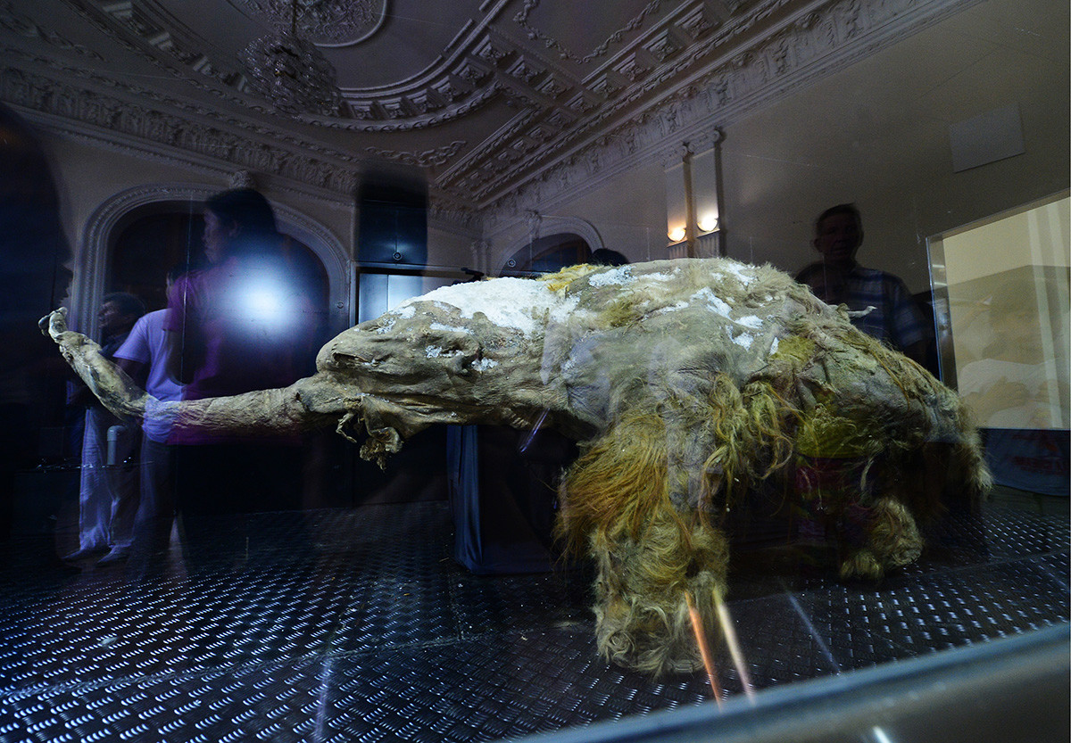 Die mumifizierten Überreste des Mammuts Juka sind in Wladiwostok ausgestellt. Juka, das bisher am besten erhaltene sibirische Wollmammut, wurde 2010 im Permafrost von Ust-Jana Ulus im russischen Jakutien entdeckt.