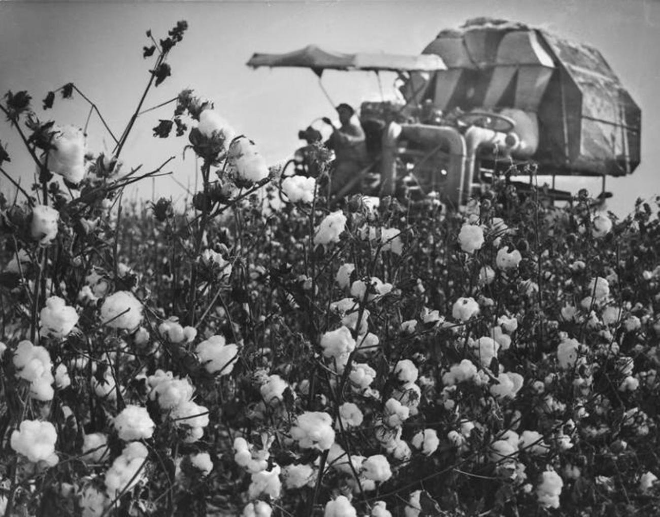 Uzbek Republic. Cotton harvest; 1970s.