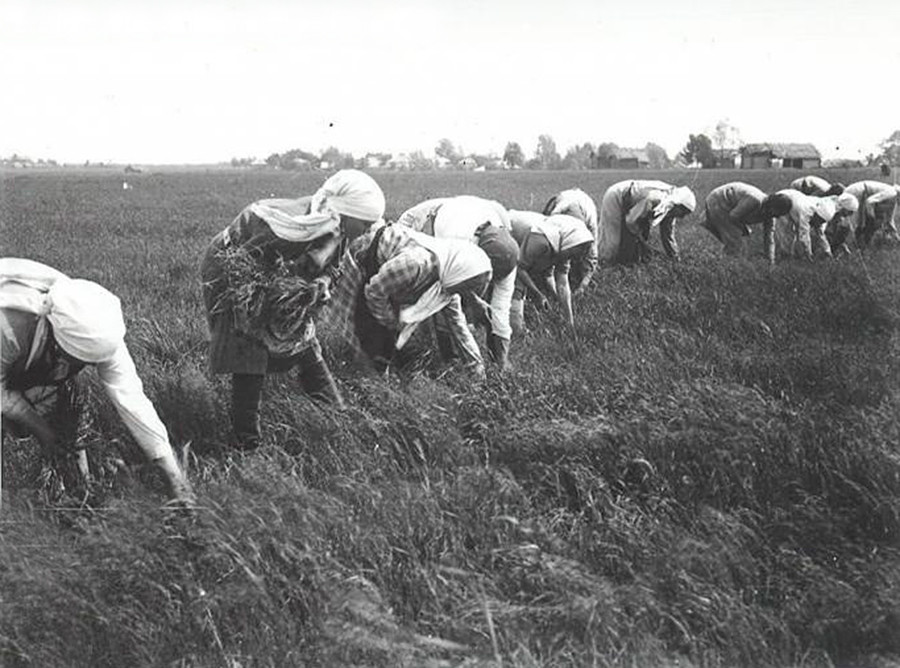 Petani di Rusia harus beradaptasi dengan musim panas yang pendek dengan waktu bertani yang sangat terbatas.