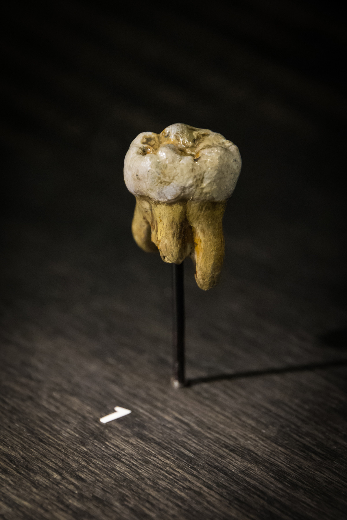 Molar de um hominídeo de Denisova descoberto no ano 2000.