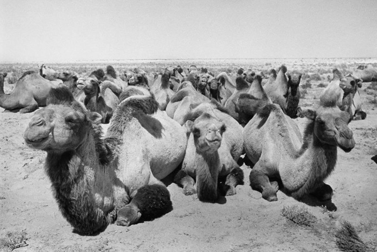Kamele in der kasachischen Steppe, August 1952