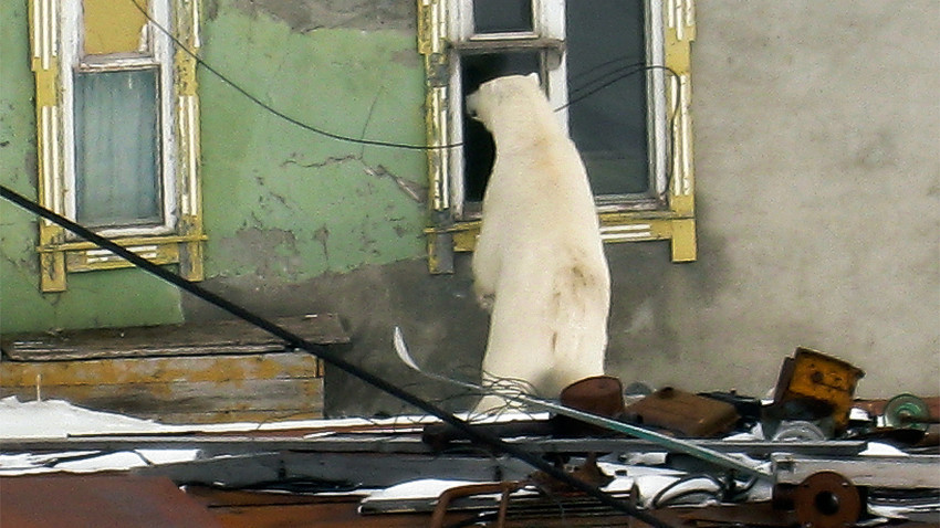 Urso no vilarejo russo de Amderma

