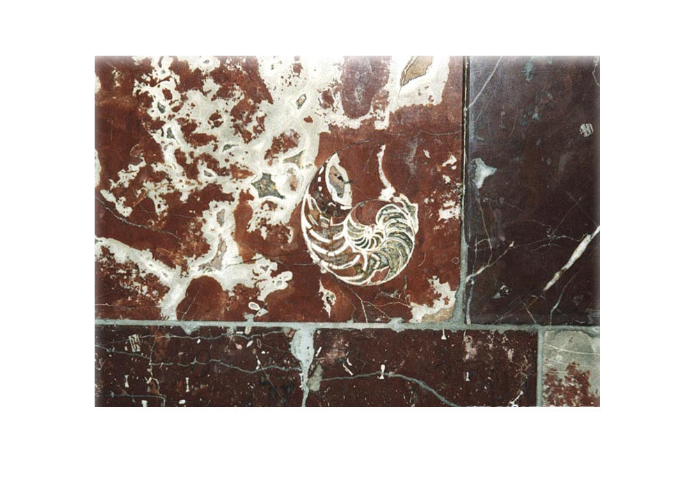 　これは異なる化石群。中央部分には腹足綱（ふくそくこう）の独特な螺旋状の殻がある。ほら、異なる堆積物がぎゅっとつまっていることがわかる。一部は砂、一部はロームってね。そのまわりにはウミユリの化石も。/地下鉄ドブルィニンスカヤ駅