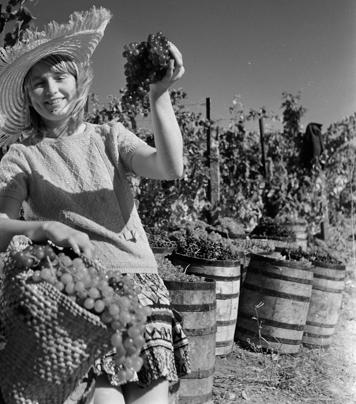 Cosecha de uva en Crimea, 1970.