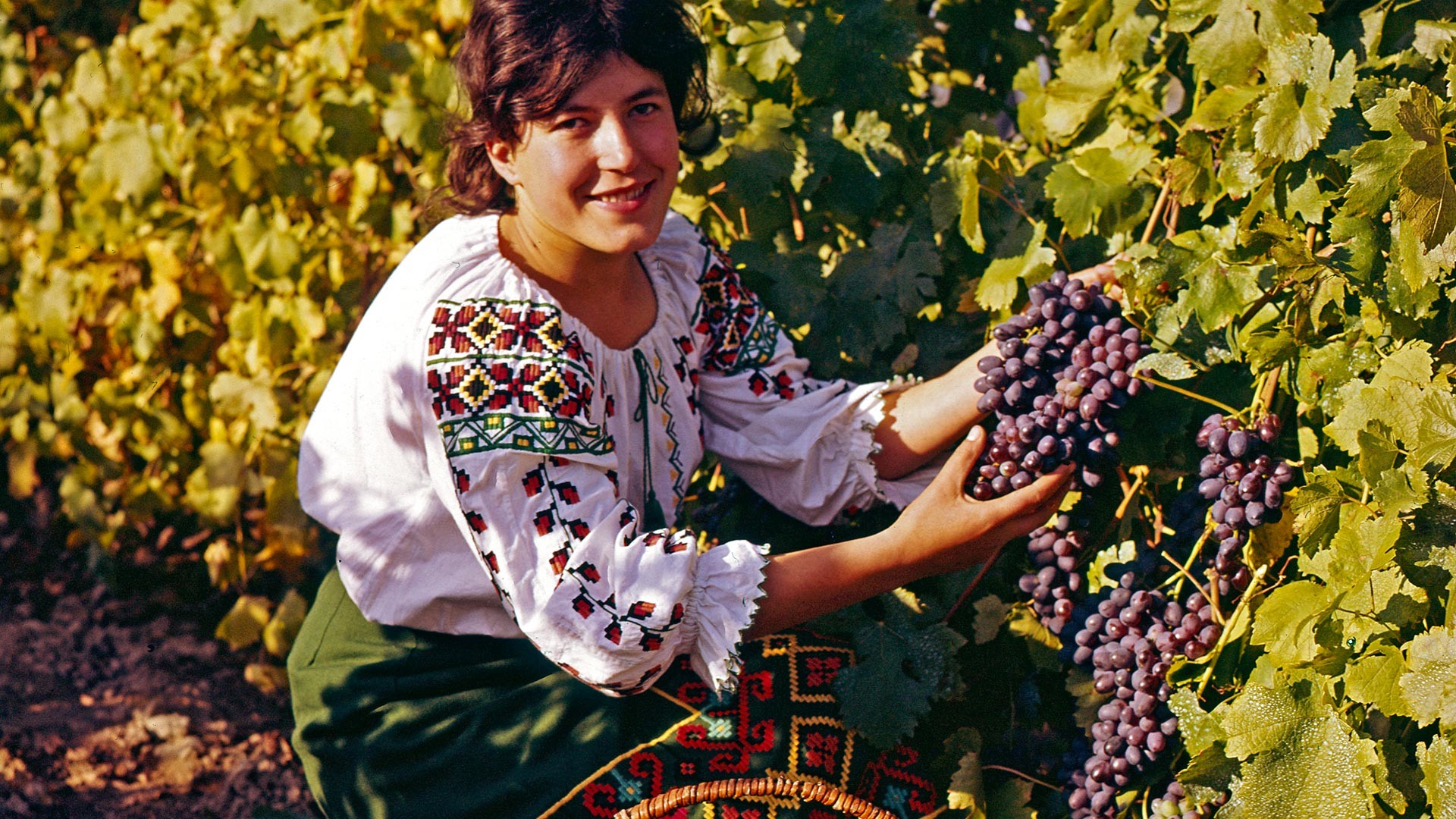 Молдавия курс. Смуглянка Молдаванка собирает виноград. Сбор винограда. Девушка с виноградом. Молдаванка с виноградом.