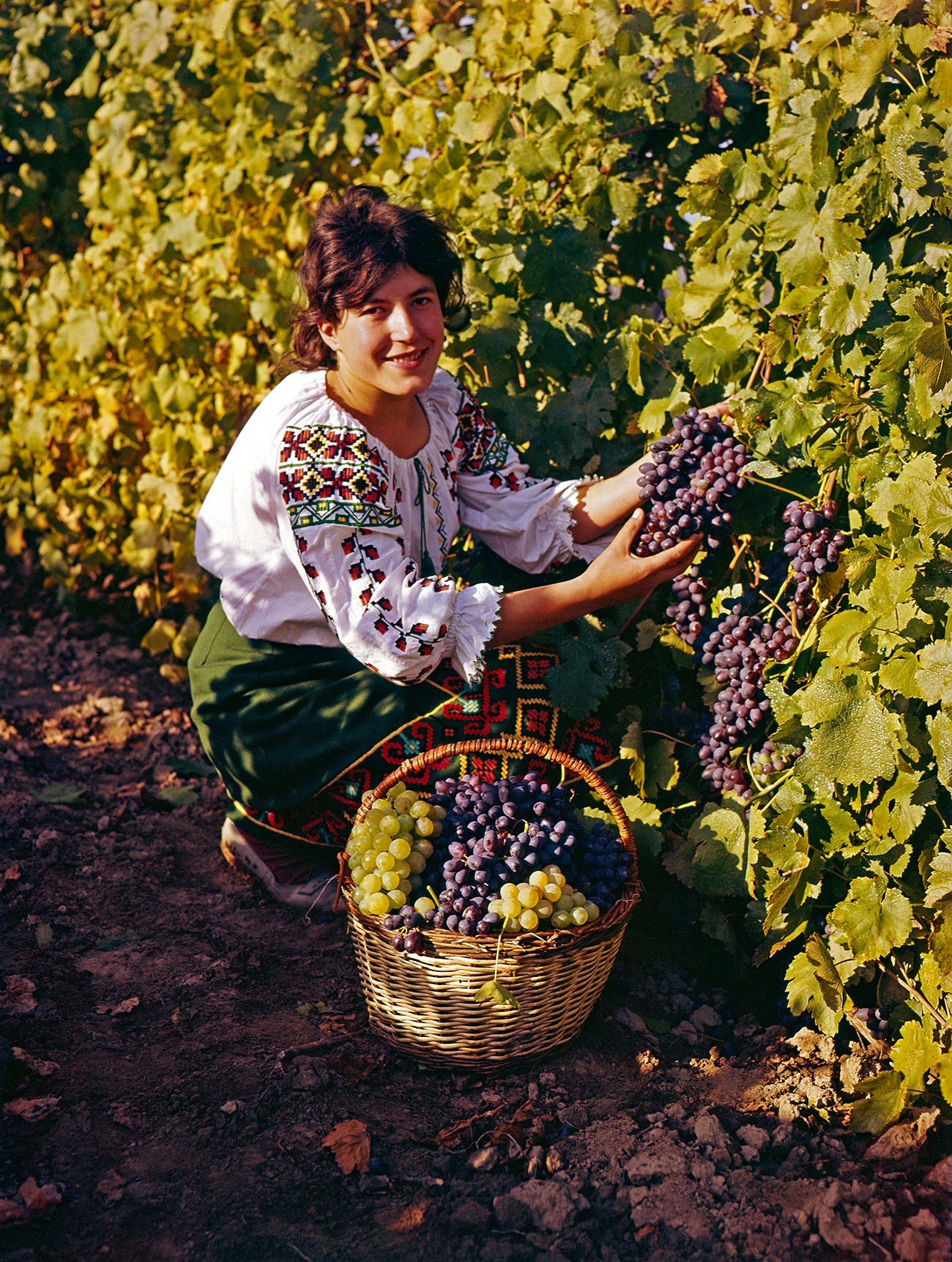 Сбор винограда в Молдавской ССР, 1972  
