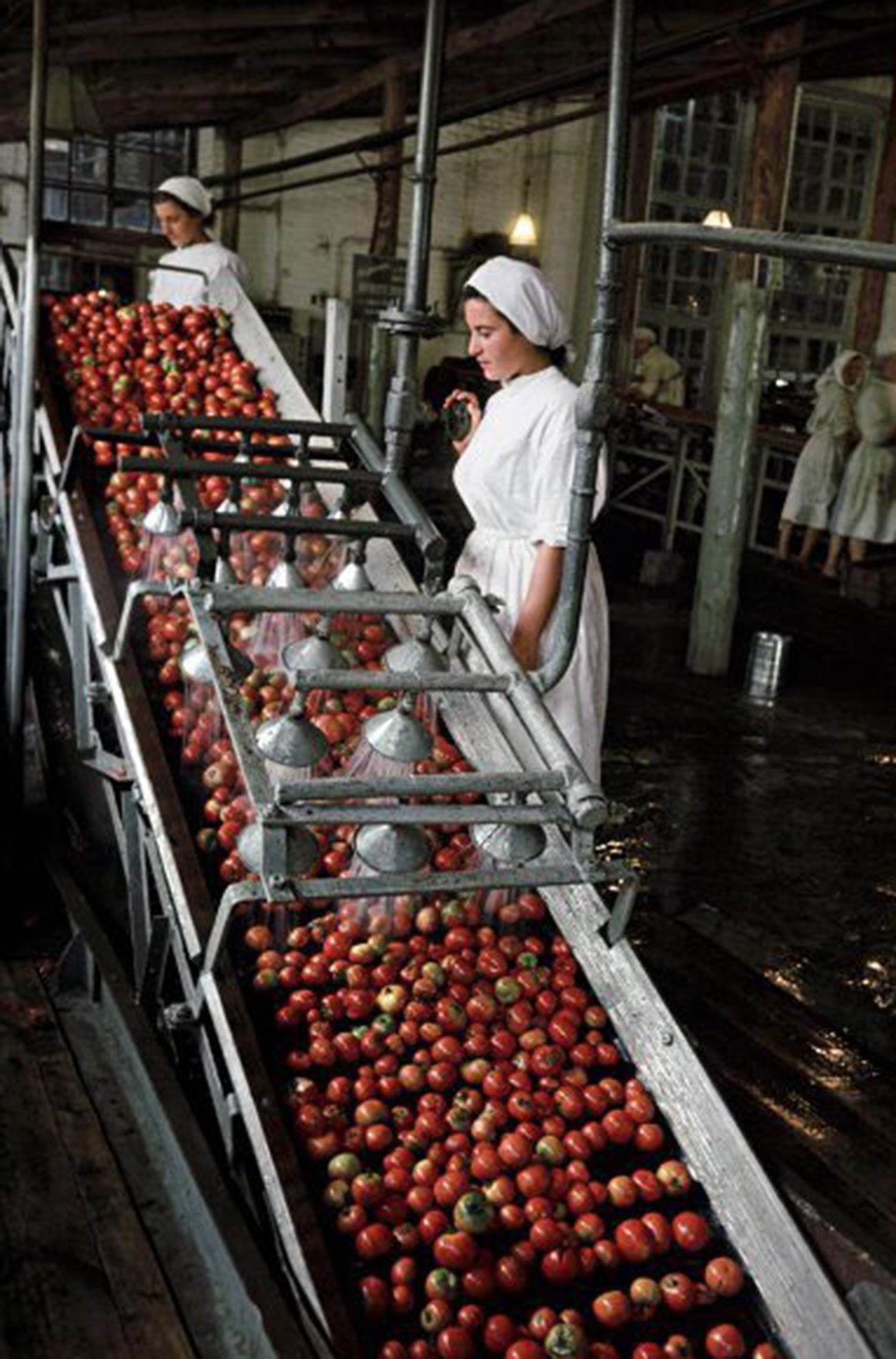 Tomates en la fábrica de conservas de Tiraspol el 1 de mayo de 1953. 