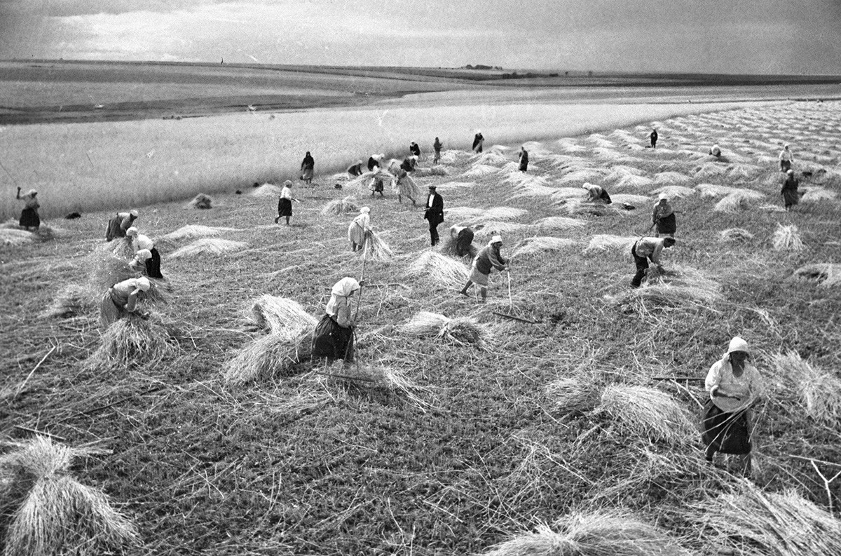 Събиране на реколта в колективно стопанство, Черкаска област, 1935 г.
