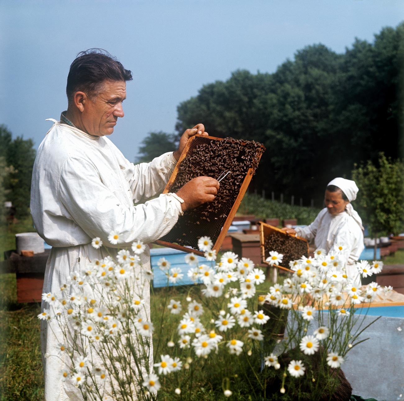 Peternak lebah Anton Lupulchuk di sebuah peternakan lebah di pertanian kolektif Mayak, distrik Dondyushansky, 1975.