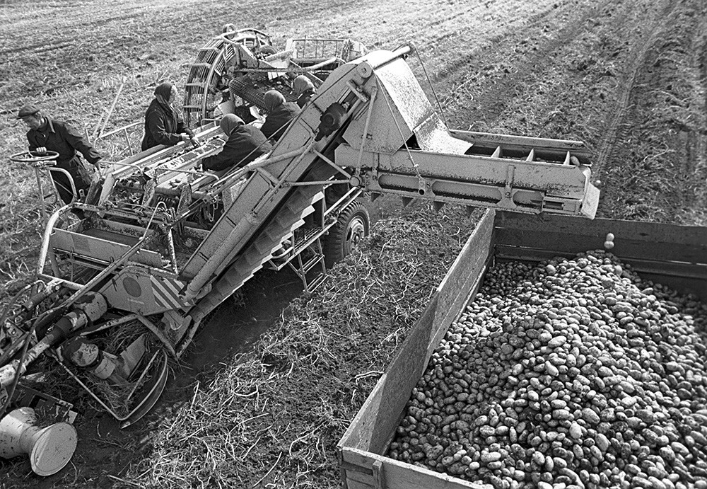 Kartoffelernte, 1973