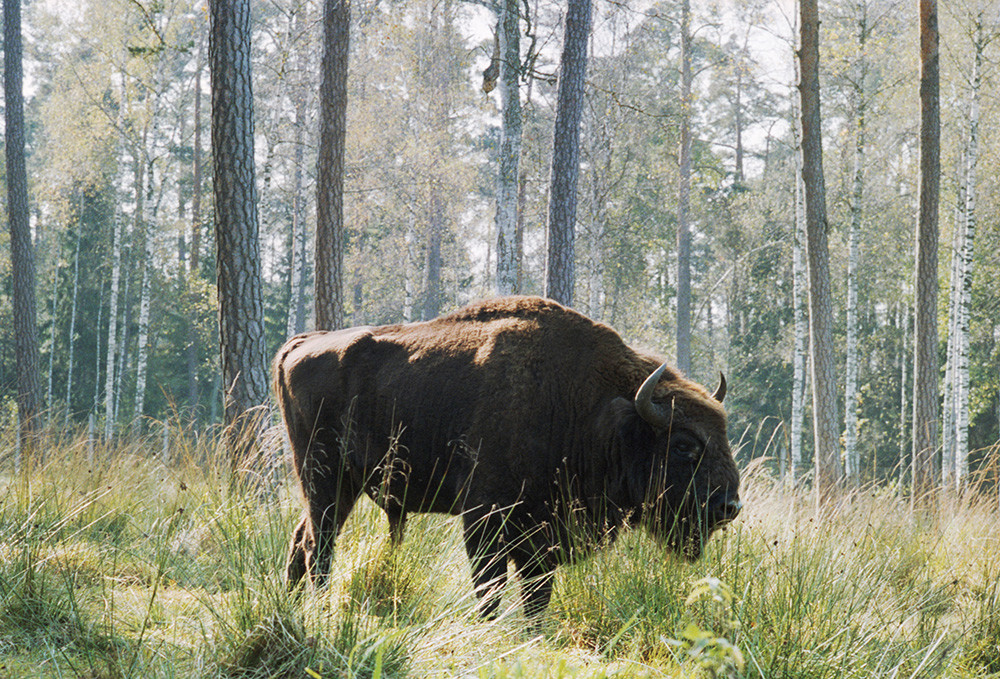 Der Bison ist ein Symbol des Nationalparks Belaweschskaja Puschtscha, 1989