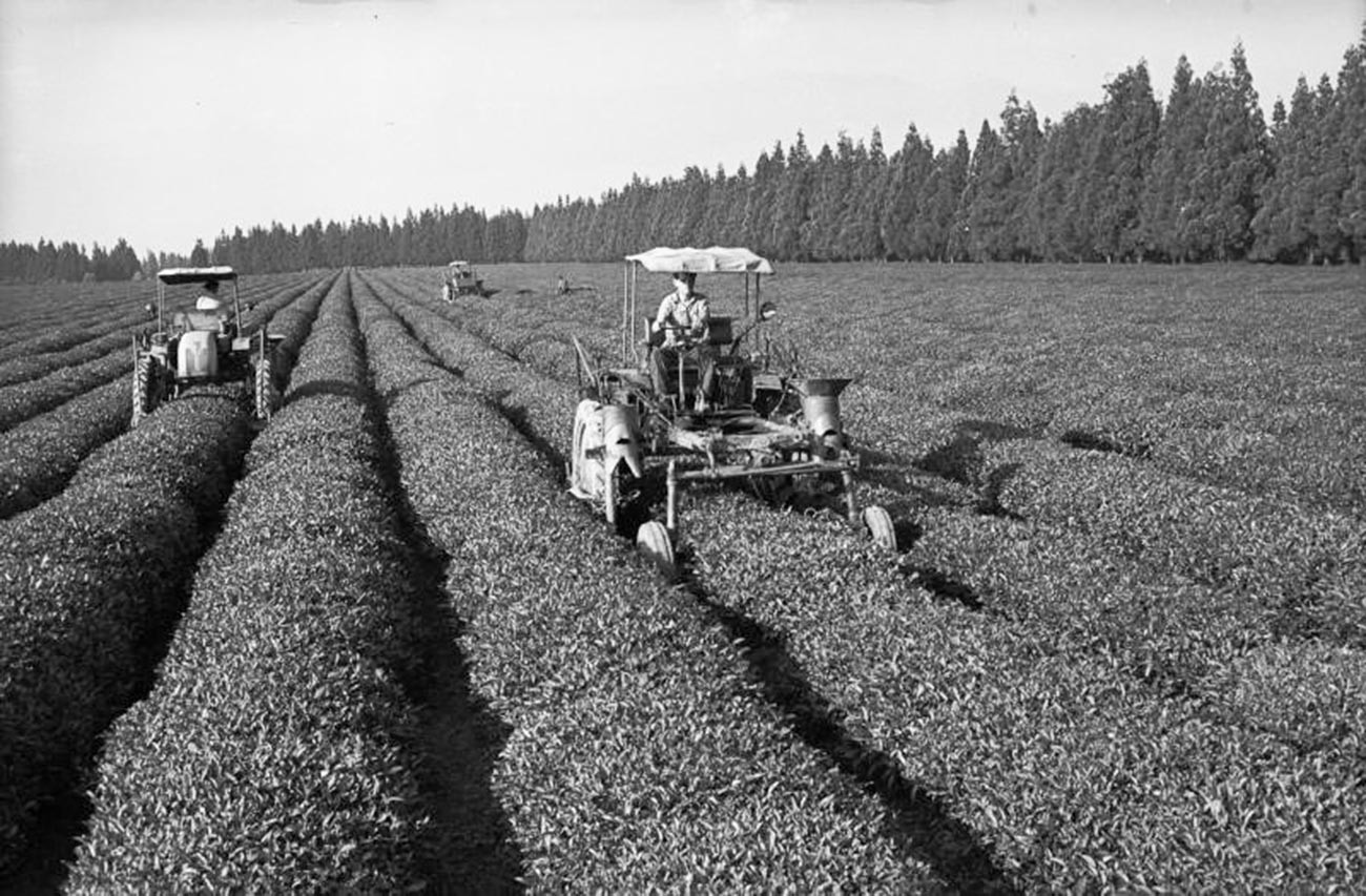 Travailleurs dans une plantation de thé en Géorgie dans les années 50

