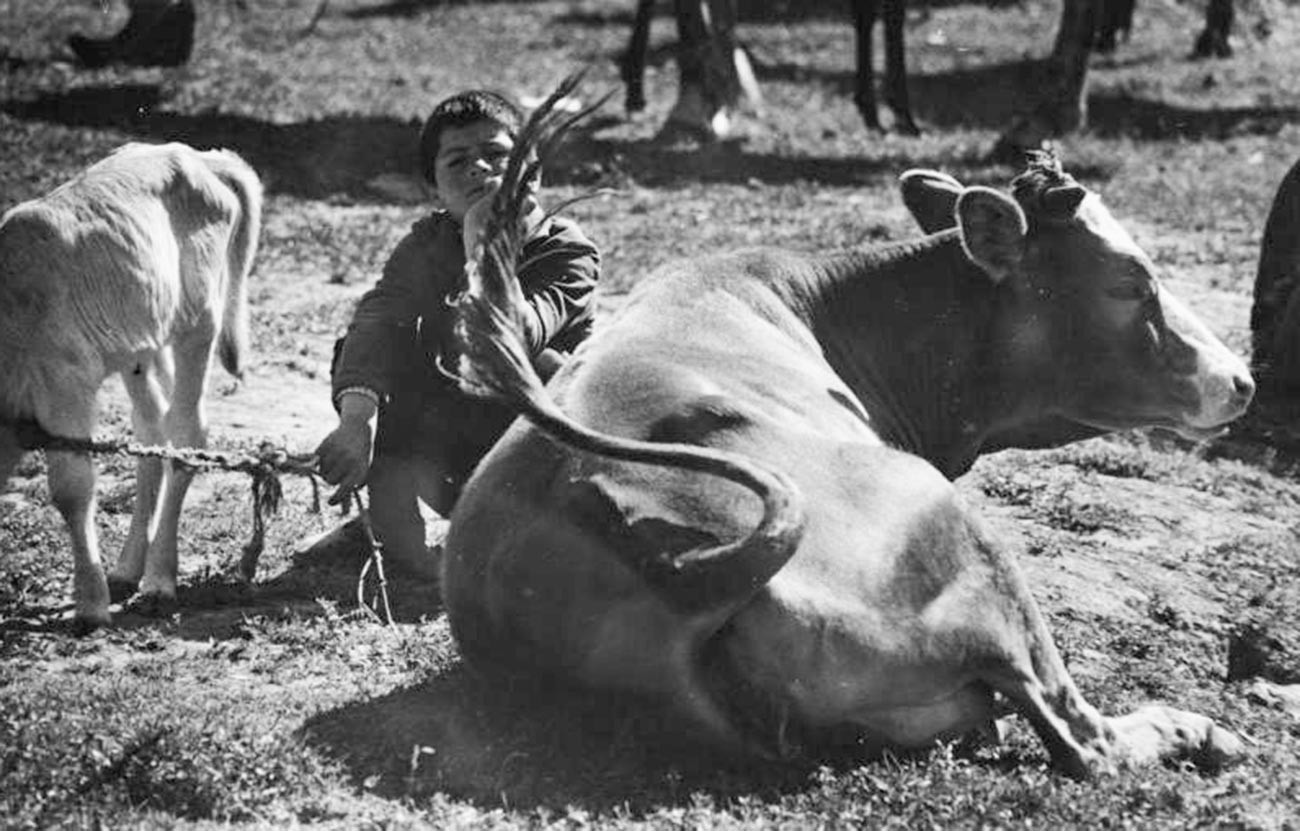 Un garçon arménien surveillant le bétail dans les années 1960

