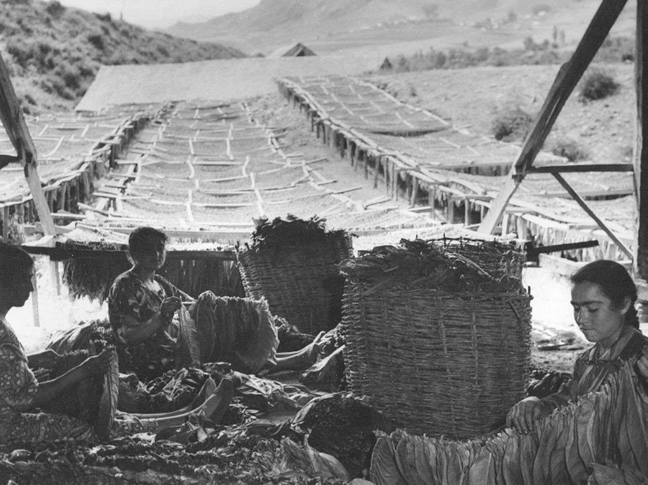 Des femmes travaillant avec des feuilles de tabac en Arménie, dans les années 1950

