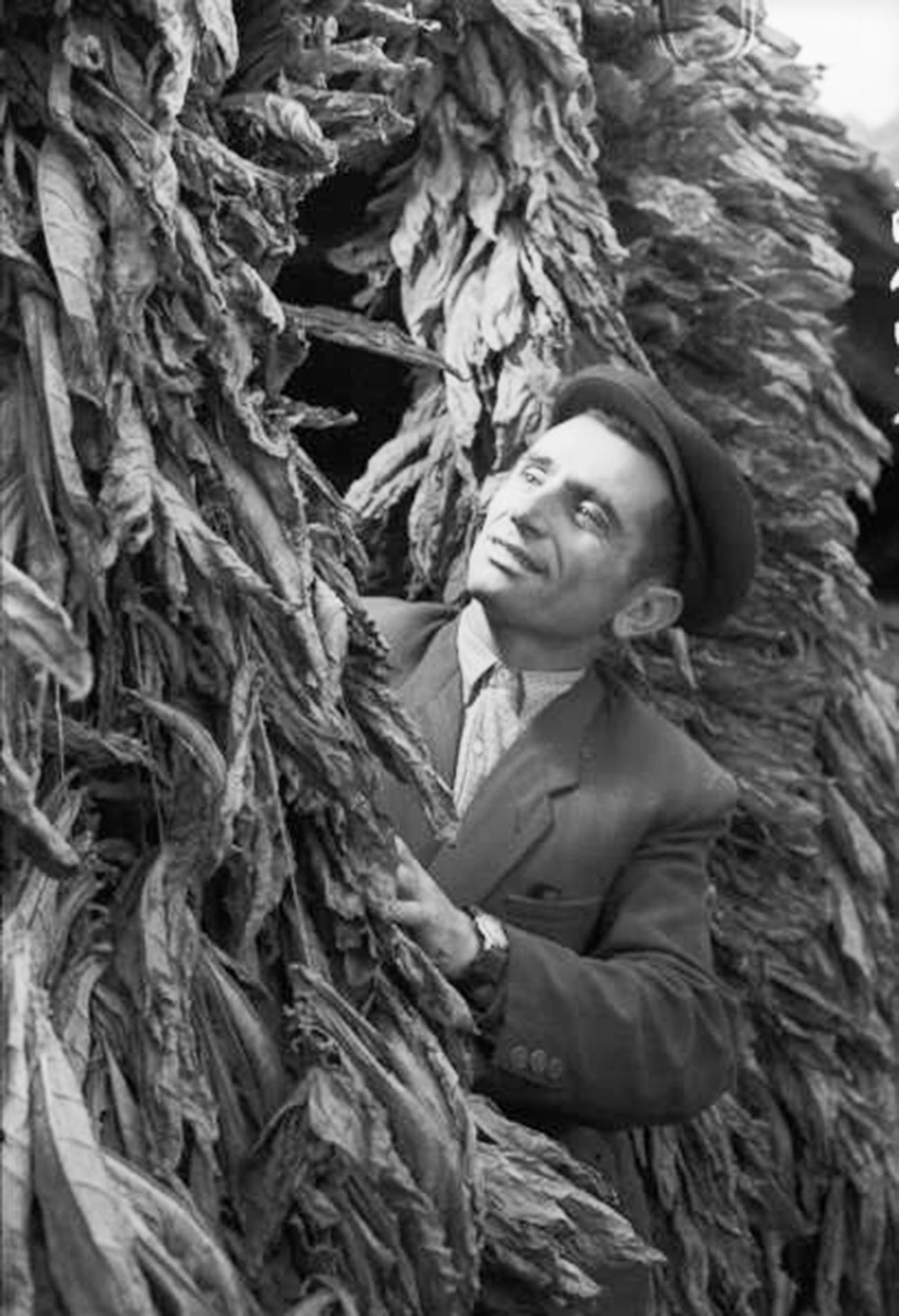 Un Arménien inspectant des feuilles de tabac au début des années 60

